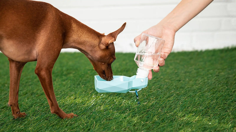 Pet Water Bottle Travel Drinking Essential